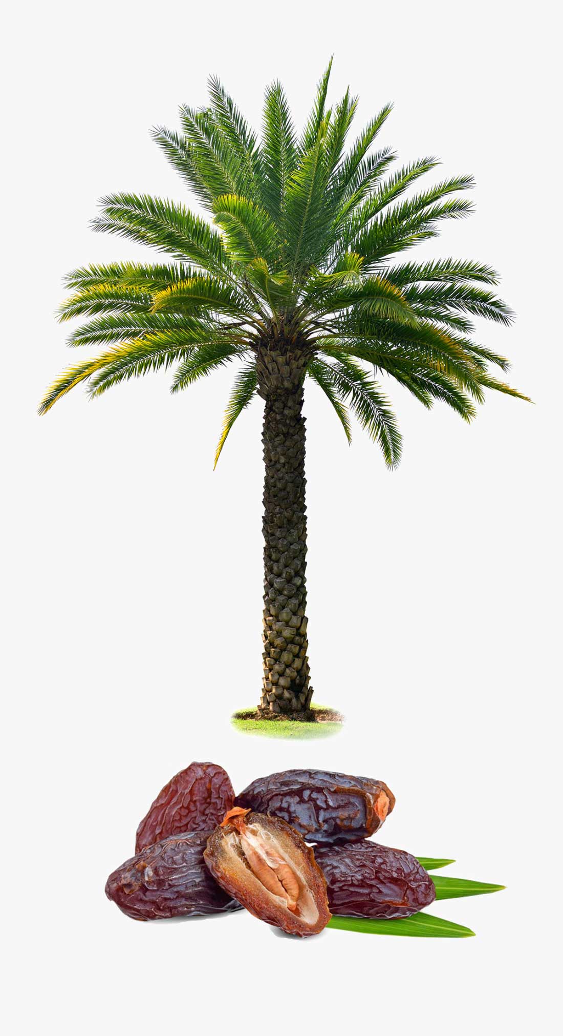palm date